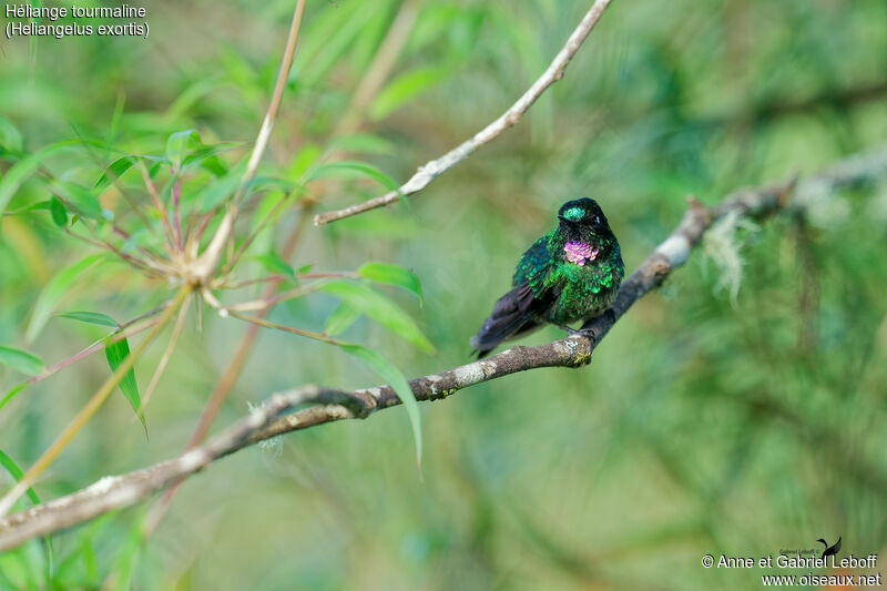 Tourmaline Sunangel male adult