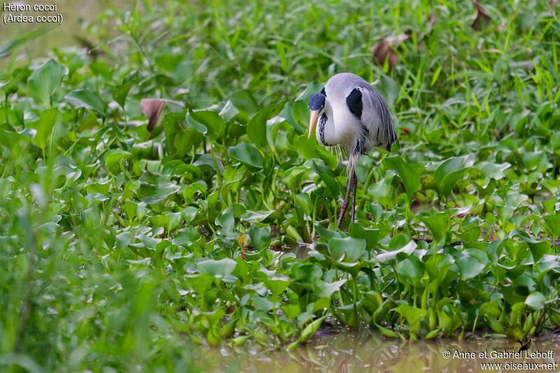 Cocoi Heron