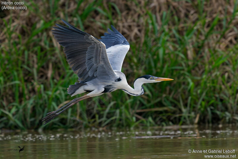 Cocoi Heron