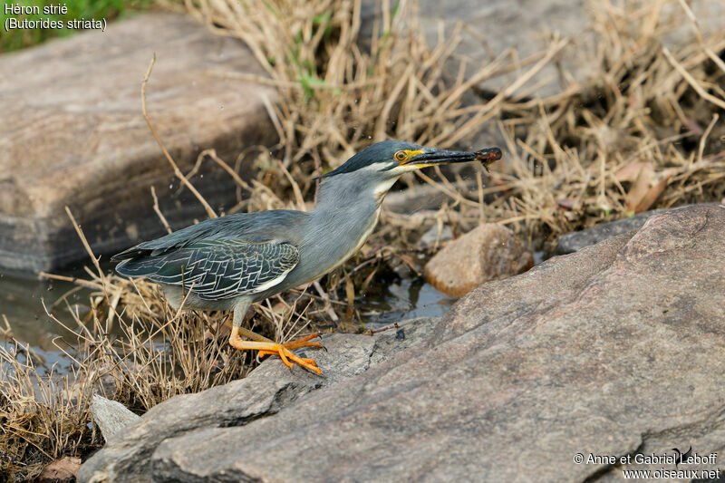 Striated Heron, fishing/hunting