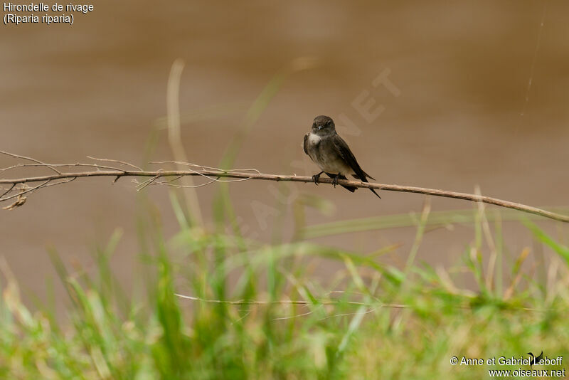 Sand Martin