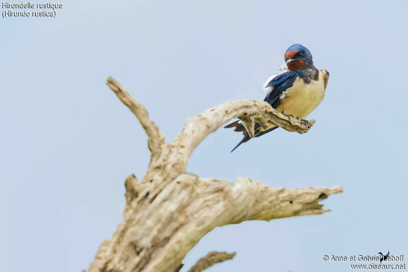 Barn Swallow