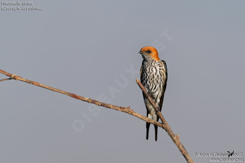 Lesser Striped Swallowadult