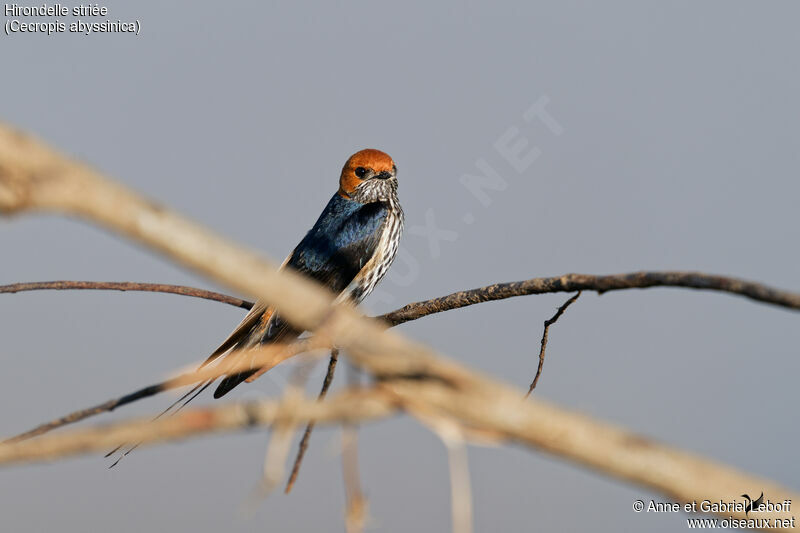 Lesser Striped Swallowadult