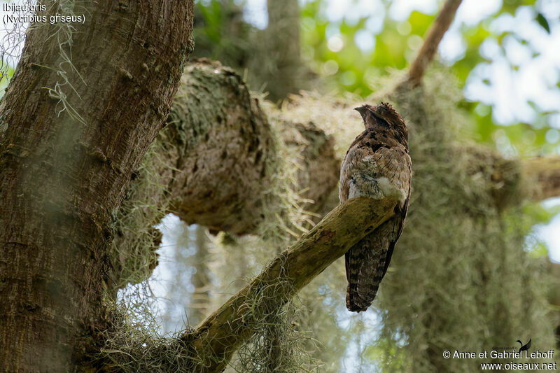 Common Potoo