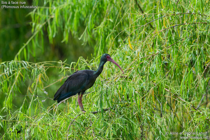 Ibis à face nueadulte