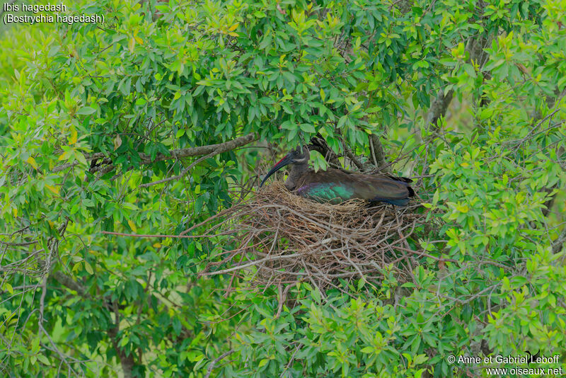 Hadada Ibis, Reproduction-nesting