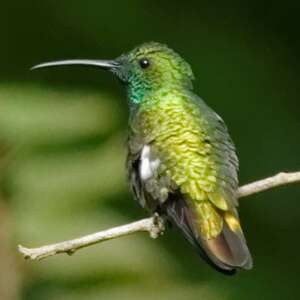Mango de Veraguas