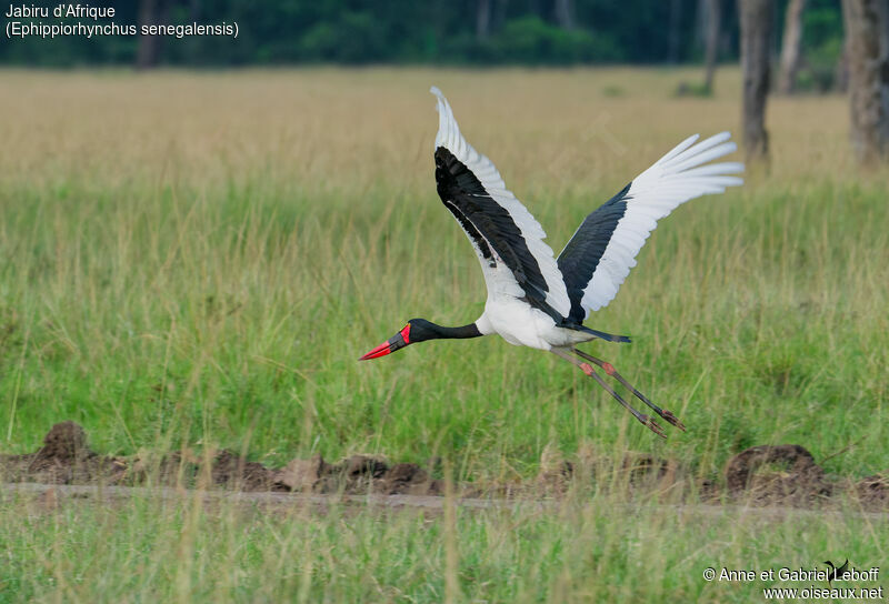 Saddle-billed Storkadult, Flight