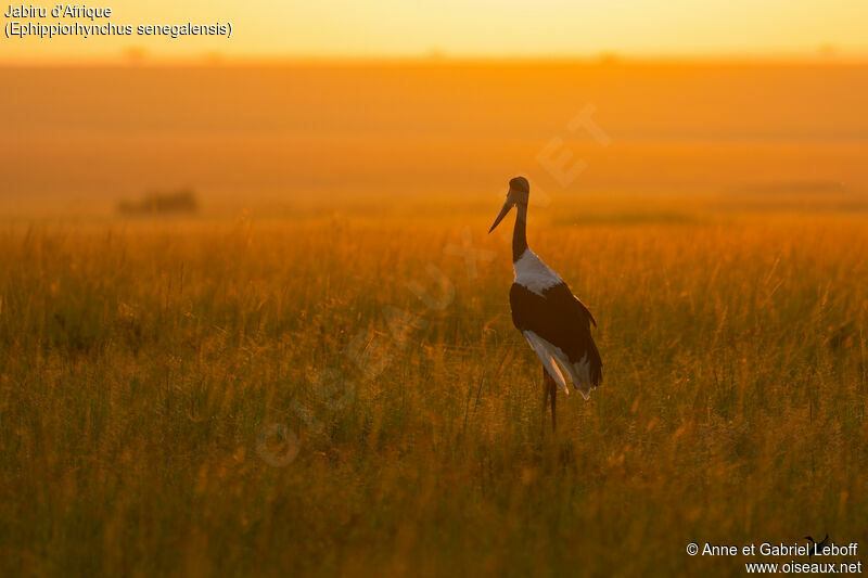 Jabiru d'Afriqueadulte