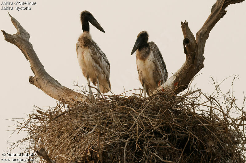 Jabirujuvenile, Reproduction-nesting