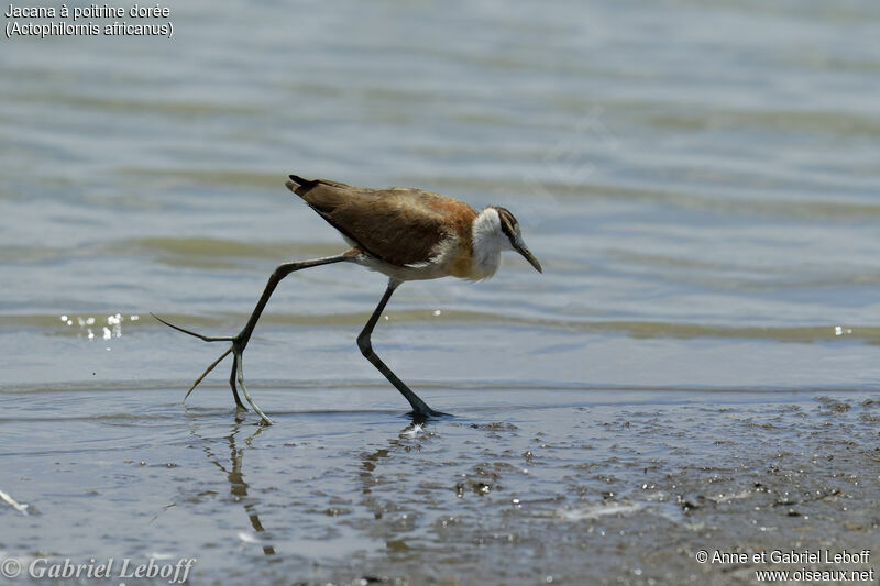 Jacana à poitrine doréeimmature