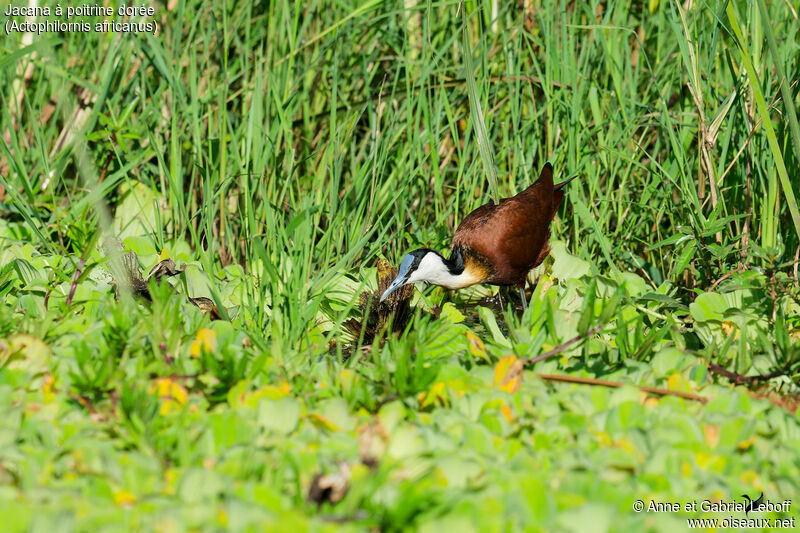 Jacana à poitrine doréeadulte