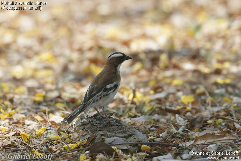 White-browed Sparrow-Weaver