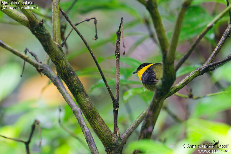 Golden-collared Manakin male adult