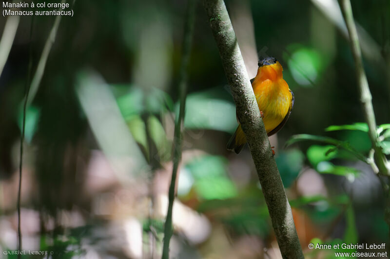 Orange-collared Manakin