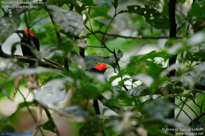 Manakin à cuisses jaunes mâle, habitat