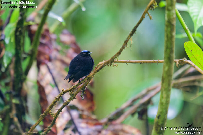 Blue-capped Manakin male adult