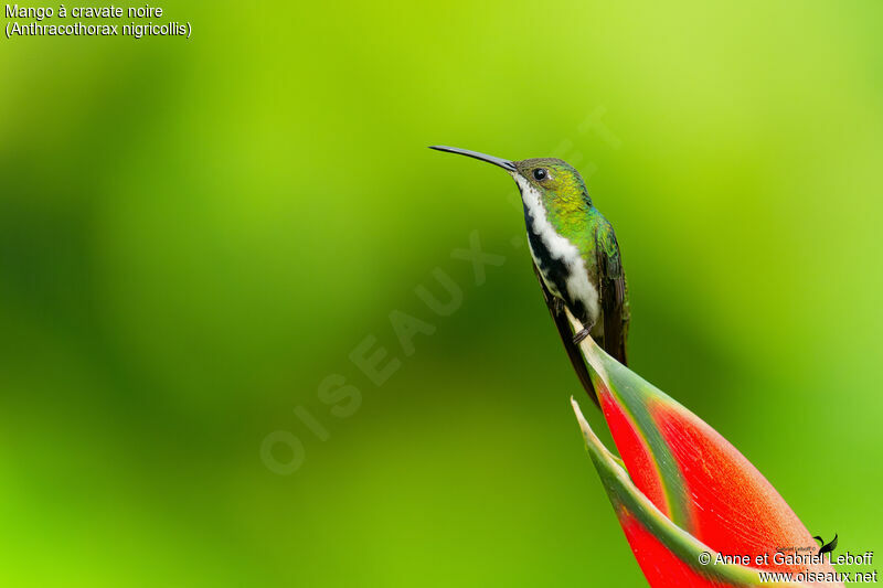 Black-throated Mango female adult