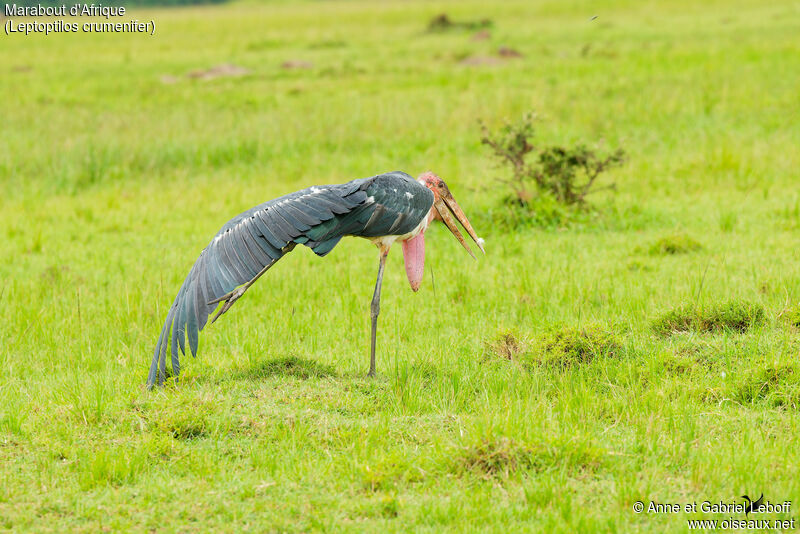 Marabou Storkadult