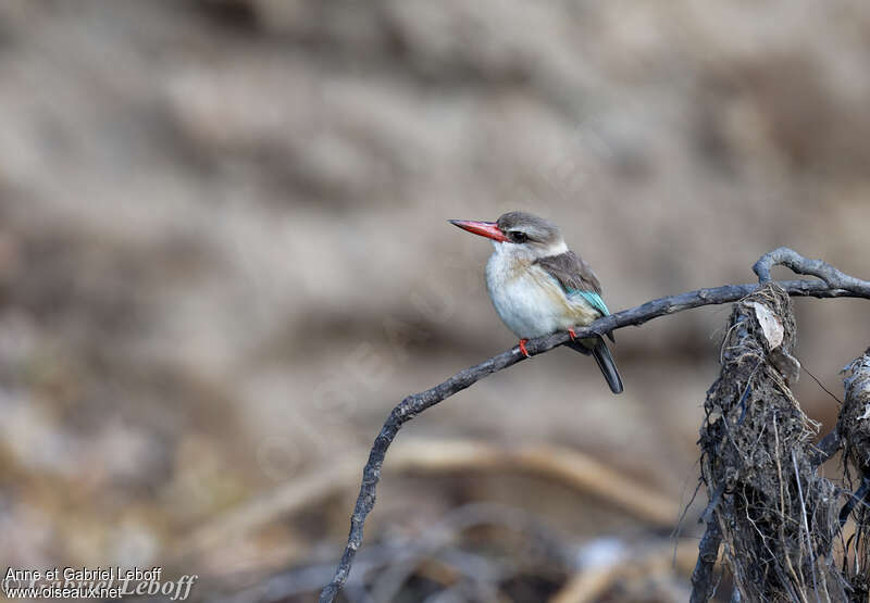 Brown-hooded Kingfisher female adult, close-up portrait