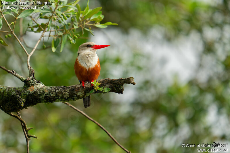 Grey-headed Kingfisheradult