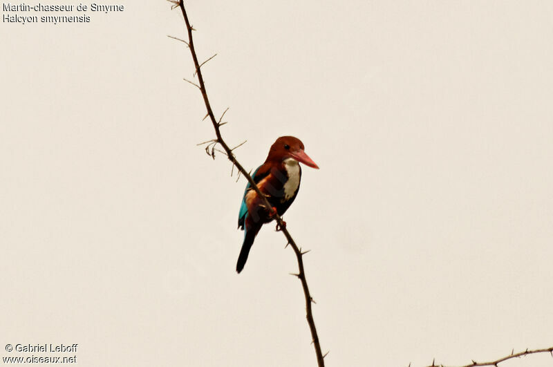 White-throated Kingfisher