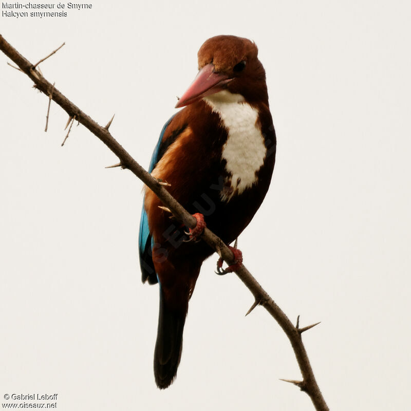 White-throated Kingfisher