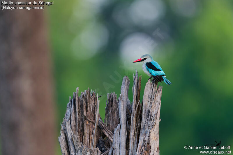 Woodland Kingfisheradult