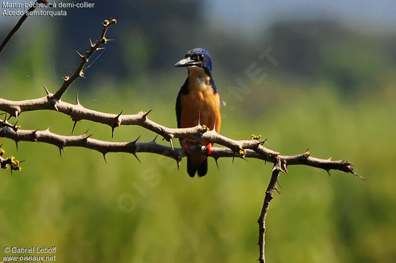 Half-collared Kingfisher