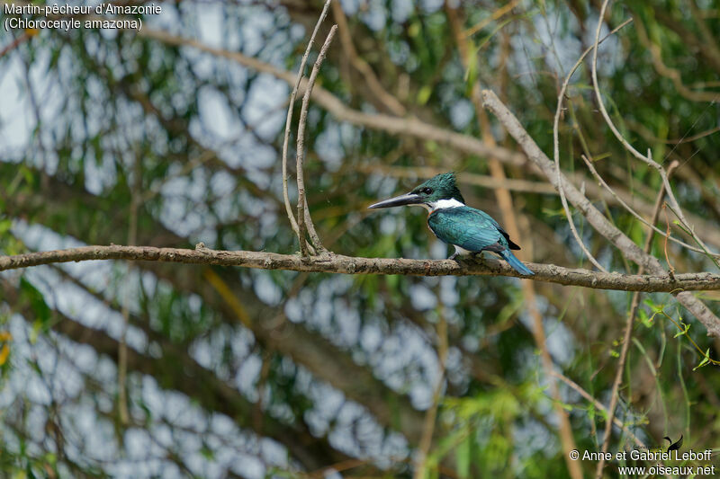 Amazon Kingfisher female adult