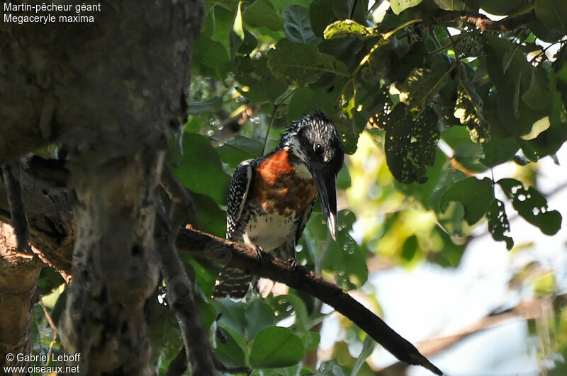 Giant Kingfisher