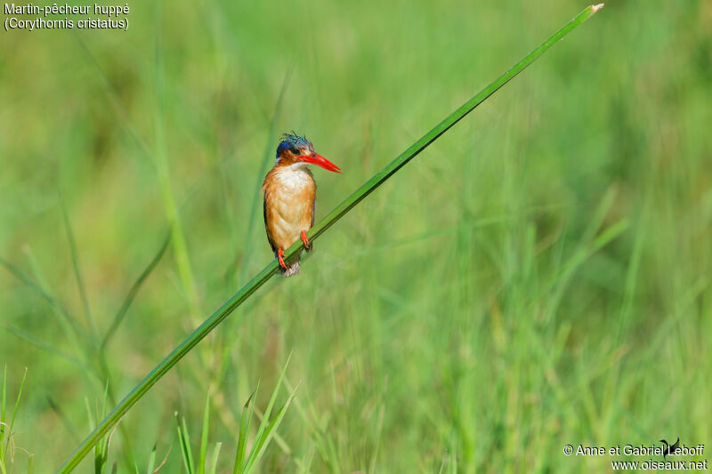 Malachite Kingfisheradult