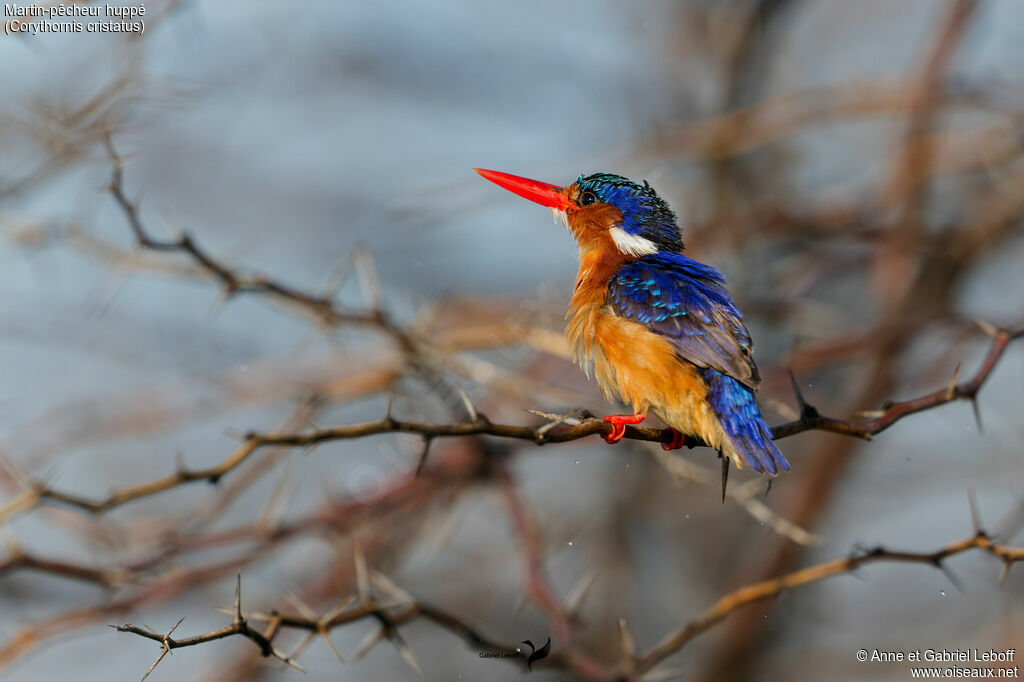 Martin-pêcheur huppé