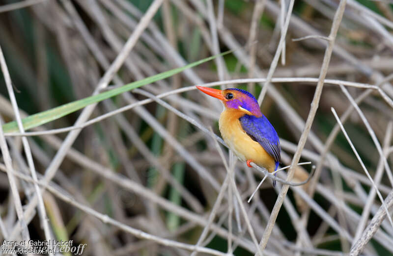 African Pygmy Kingfisheradult, habitat, pigmentation