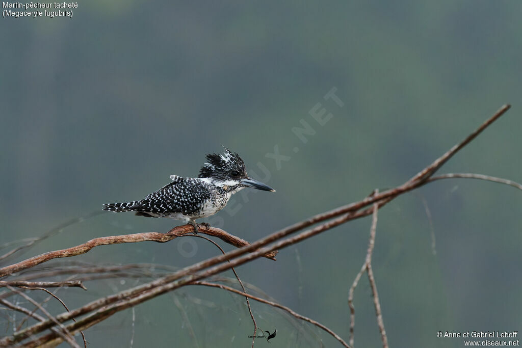 Martin-pêcheur tacheté mâle