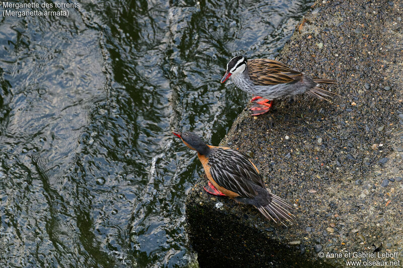 Torrent Duckadult