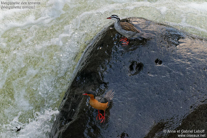 Torrent Duckadult