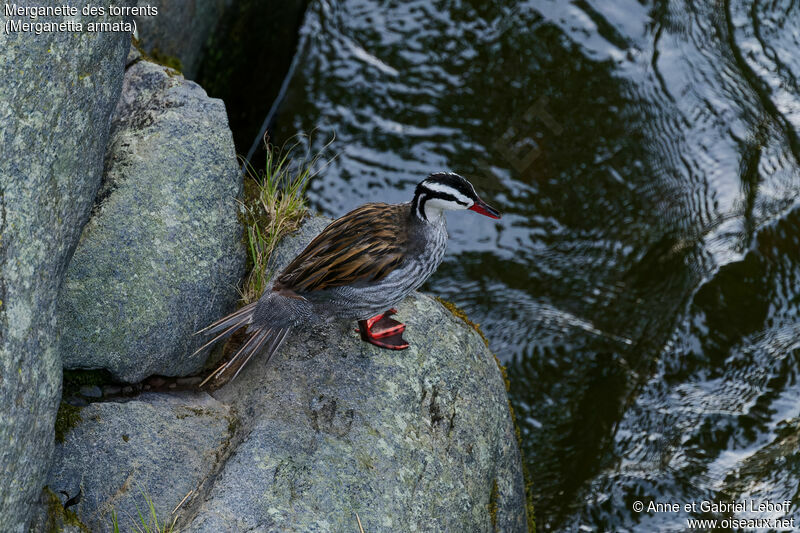 Torrent Duck male adult