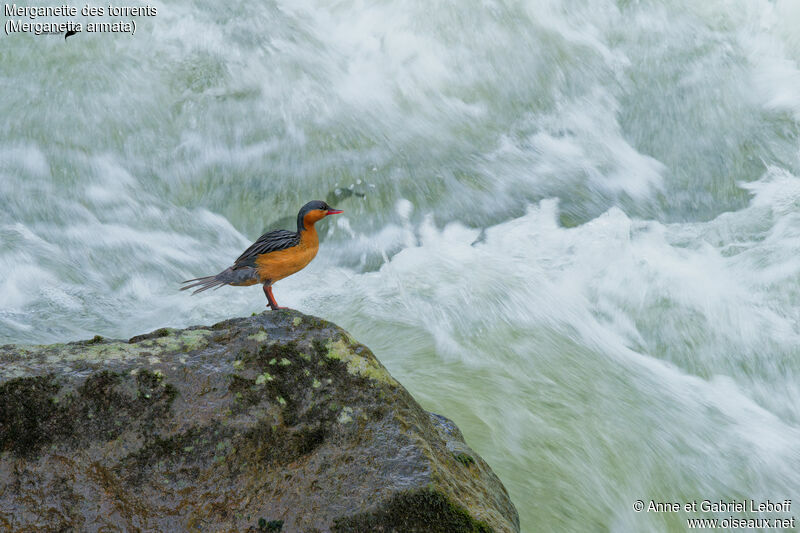 Torrent Duck female adult