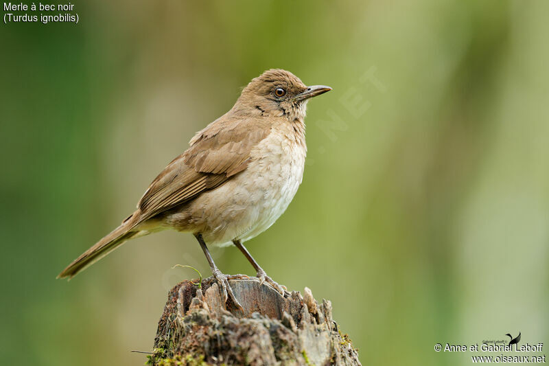 Black-billed Thrush