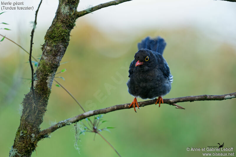 Great Thrush