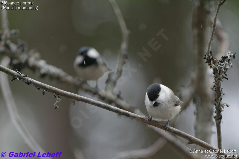 Willow Tit