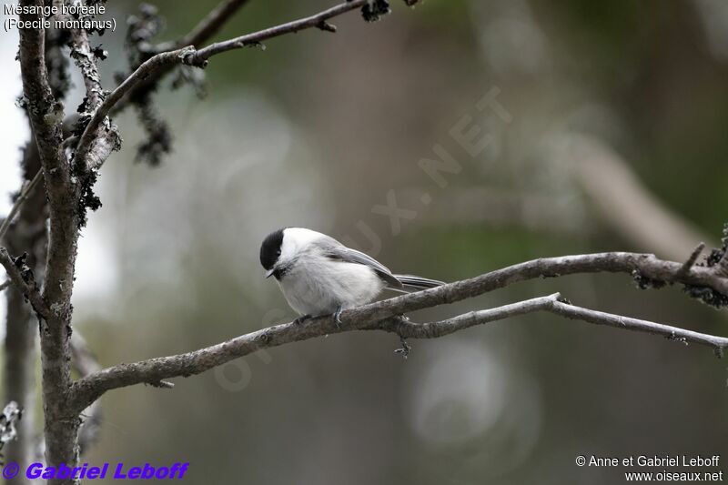 Willow Tit