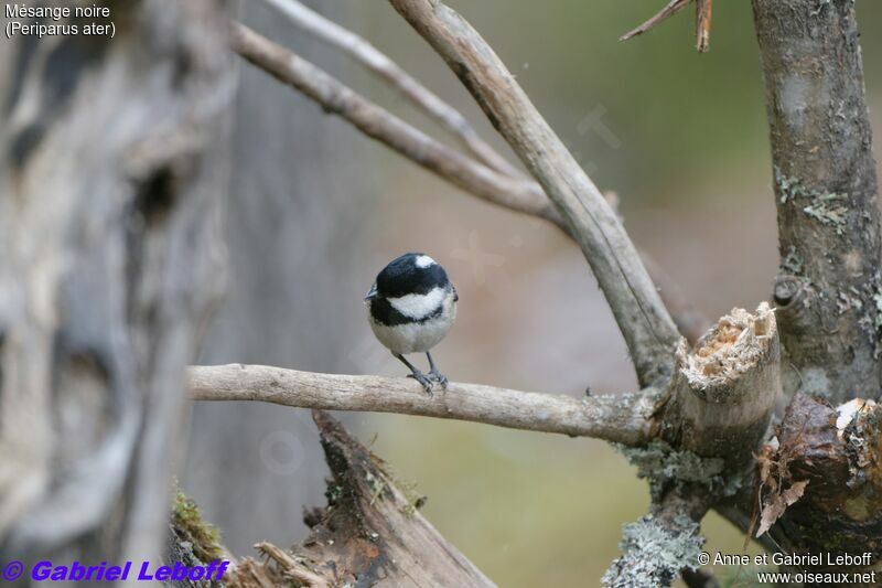 Coal Tit