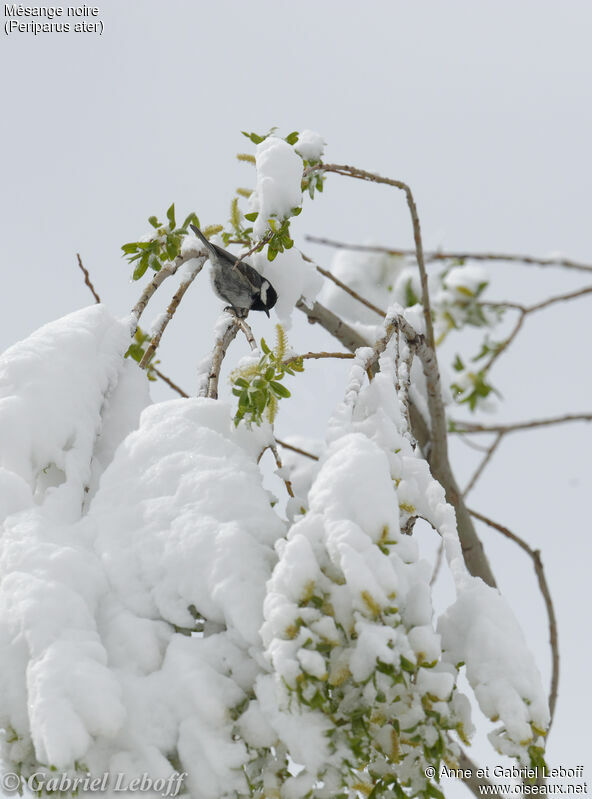 Coal Tit