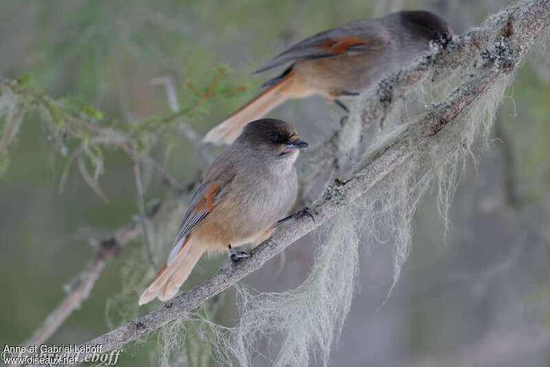 Siberian Jayadult, habitat, Behaviour