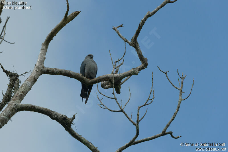 Plumbeous Kiteadult