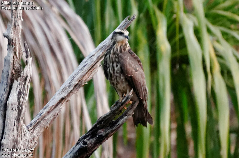 Snail Kite