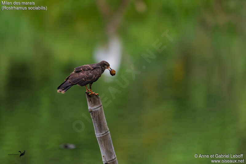 Snail Kite, fishing/hunting